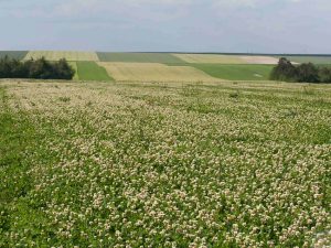 Production de semences de trèfle blanc en Champagne FNAMS