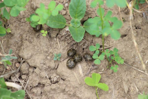 Indice de présence de la faune sauvage dans le couvert mellifère