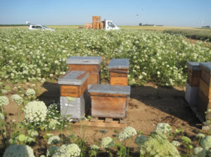 Colonies d’abeilles domestiques